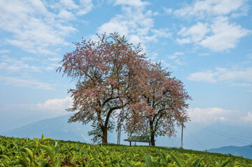 Fototapeta premium cherry tree in the field