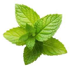 Pure organic mint leaves isolated on transparent background PNG, mint leaves png,