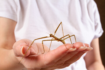 A stick insect is sitting on the hand of owner