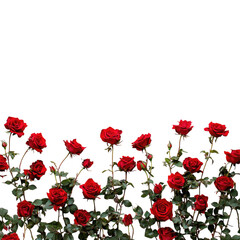 Obraz premium A lot of red roses in the bottom border, Transparent background,