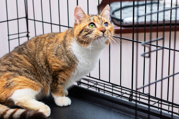 A beautiful calico cat is comfortably laying on its back in a cage