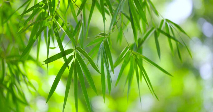Cinematic scene of bamboo leaves in the wind