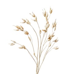 Ears of wheat isolated on a white background.