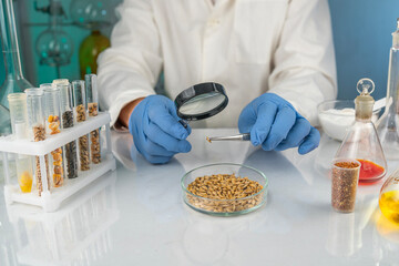 Researcher analyzing agricultural grains in the laboratory. GMO research of cereals. Testing of...