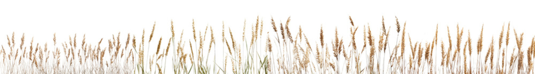 Fototapeta premium Expansive golden wheat field stretching out under a bright cloudless summer sky showcasing the beauty serenity and abundance of nature s bounty This picturesque