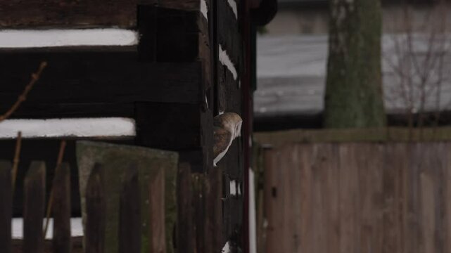 Barn owl sitting on wooden fence in front of country cottage house, bird in urban habitat, wheel barrow on the wall, Czech Republic. Wild winter and snow with wild owl. Wildlife scene from nature.