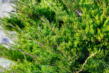 Close up of a beautiful tree with rich green leaves and blue berries