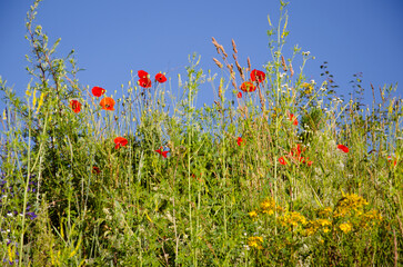 Wildflower Meadow with Red Poppies Under Blue Sky