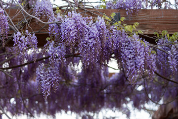 Richly colored purple wisteria flowers interspersed with fresh new leaves hang from an outdoor pergola on a spring day with soft overcast light.