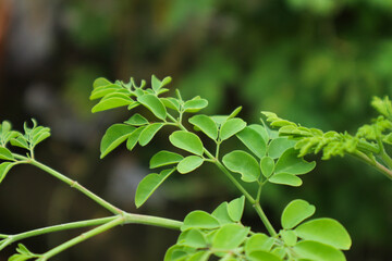 Vibrant Green Moringa Leaves Close-Up: A Botanical Delight