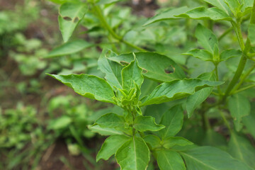 Vibrant Green Basil Plant Close-Up