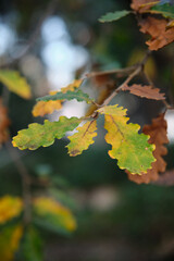 Yellowing leaves on a tree autumn