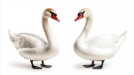 Obraz premium Elegant Pair of White Swans Facing Each Other on a Pure White Background A Symbol of Grace and Love in Nature