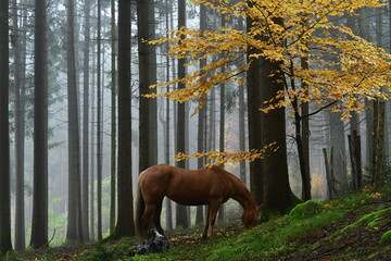 Herbststimmung. Schönes Pferd steht im Nebelwald unter einer kleinen Buche mit goldenem Laub