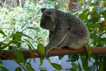 Koala resting on a eucalyptus branch