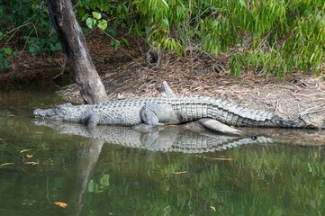 Crocodile resting near the water