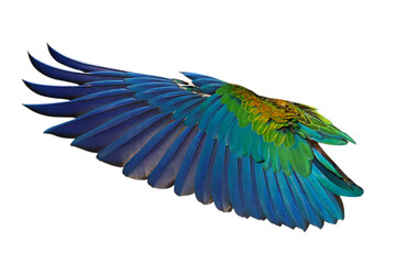 Obraz premium Brightly colored wing of Camelot Macaw parrot isolated on transparent background png file