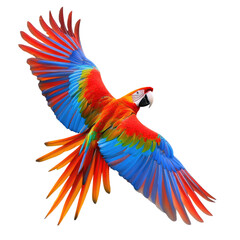 Obraz premium Vibrant macaw flying, isolated on a Transparent background,