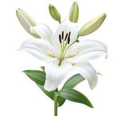 Fototapeta premium White lily flower isolated on a Transparent background,