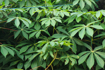 Lush Green Cassava Foliage: A Vibrant Display of Tropical Nature