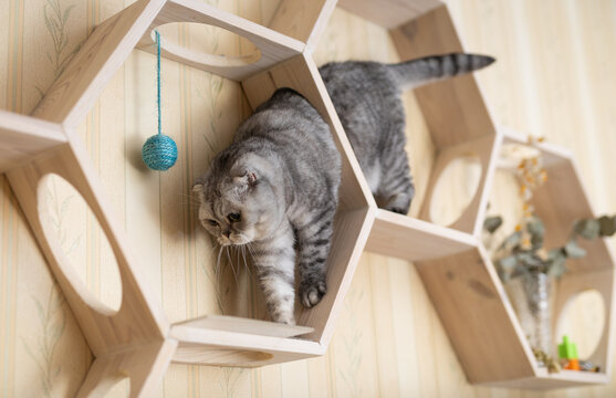 Playful young gray scottish fold cat interested with hanging beads while walking on wall mounted wooden shelf - Powered by Adobe