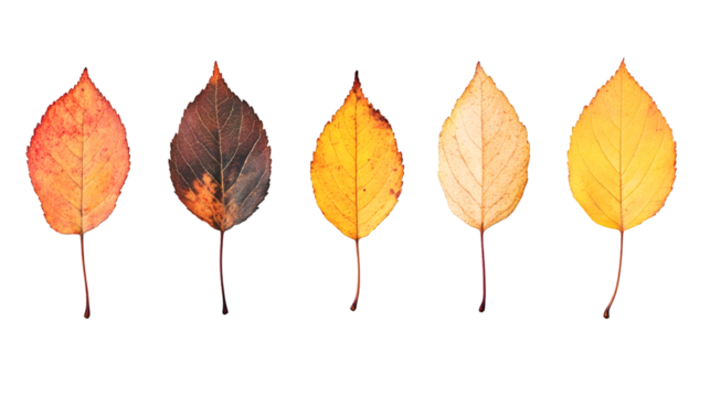 Autumn decay process showing five weathering leaves, ranging from vibrant to fading, against transparent backdrop
