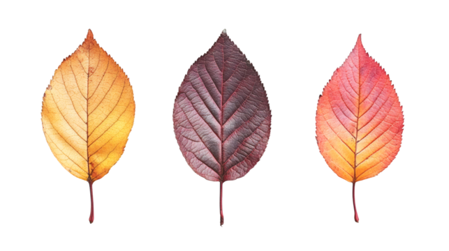 Crisp autumn leaves displaying golden, orange, red seasonal hues against transparent backdrop