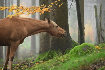 Herbststimmung. Schönes Pferd steht im Nebelwald unter einer kleinen Buche mit goldenem Laub