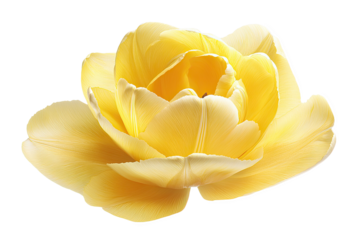 Detailed Macro Image of A Yellow Flower Blossom on Transparent Background