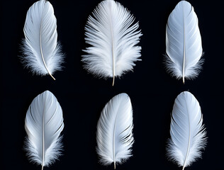 Obraz premium White feather collection isolated on a black background