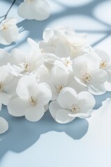 Elegant white flowers on a pastel blue background with soft natural lighting and delicate shadows.