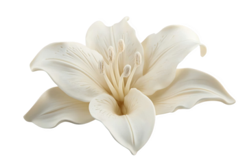 Elegant White Lily Flower Blossom with Detailed Petals on Transparent Background