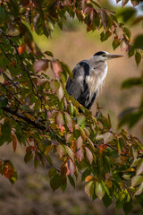 Beautiful cocoi heron perched on a tree
