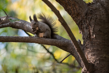 Cute fluffy squirrel on a tree branch