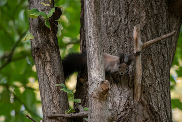 Cute fluffy squirrel on a tree trunk