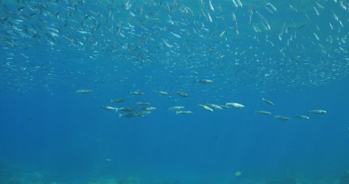 fish eating the partucles on the surface of water underwater sea breams mullets and silversides