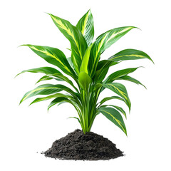 Obraz premium Vibrant Green Plant in Rich Soil Nature life lush dark flora isolated on transparent background png
