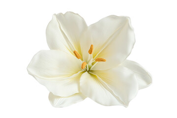 Isolated White Lily Blossom with Detailed Petals and Stamens on Transparent Background