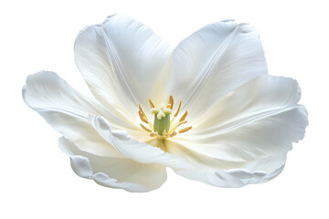 Isolated White Tulip Blossom with Open Petals on Transparent Background
