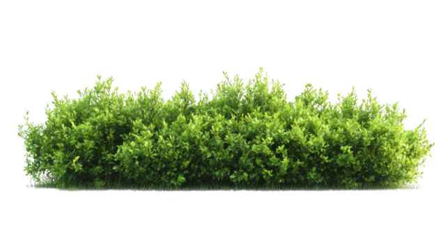 Realistic bush with vibrant green leaves and transparent background, perfect for architectural visualization and landscape design