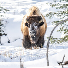 American Bison in heavy snow and severe winter conditions
