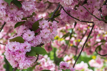 Close up view of pink sakura flowers in spring sunny day