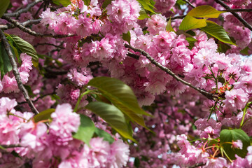 Close up view of pink sakura flowers in spring sunny day