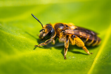 Bee on green leaf. The most important insect in the ecosystem.. 