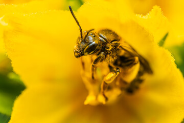 Bee collecting nectar and pollinating a flower. The most important insect in the ecosystem.. Bee on a flower