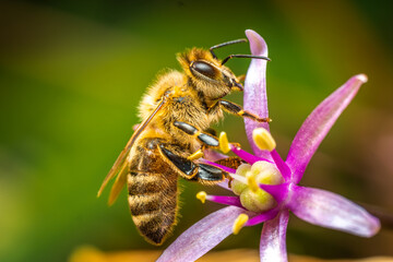 Bee collecting nectar and pollinating a flower. The most important insect in the ecosystem.. Bee on a flower