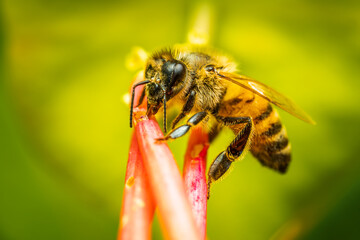 Bee collecting nectar and pollinating a flower. The most important insect in the ecosystem.. Bee on...