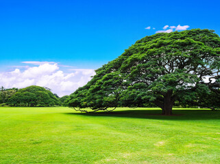 木・大木・公園イメージ　ハワイ