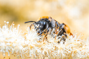 Bee collecting nectar and pollinating a flower. The most important insect in the ecosystem.. Bee on...