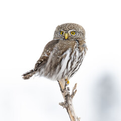 Northern Pygmy Owl on a close perch